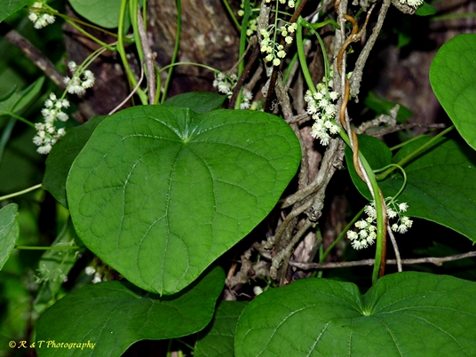 {Menispermum canadense}